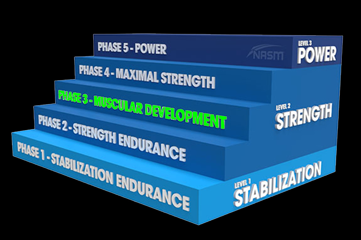 Phase 3 of the NASM pyramid: Muscular Development/Hypertrophy