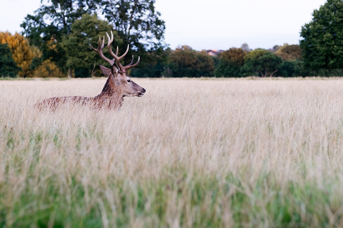 Strength training in London's green spaces richmond park